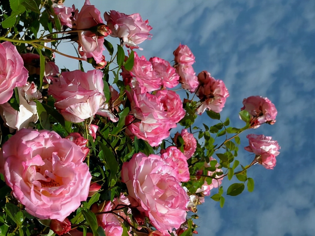 星座师安达|懂得独善其身的星座，外表不争抢，即便遇到好机会，也很难心动