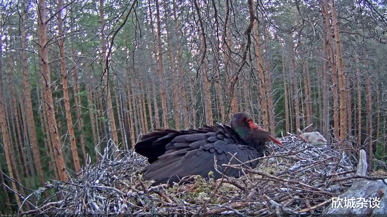 鱼鹰 黑鹤杀死自己的孩子，苍鹰袭击了三只鱼鹰幼崽，动物的自然法则里的优胜劣汰实在残忍