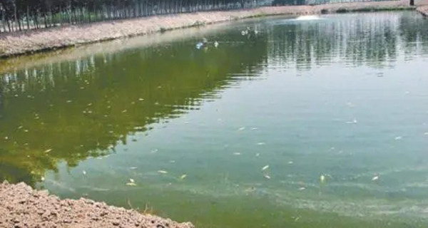 池塘底质不好有哪些症状呢?什么样的池塘需要改底