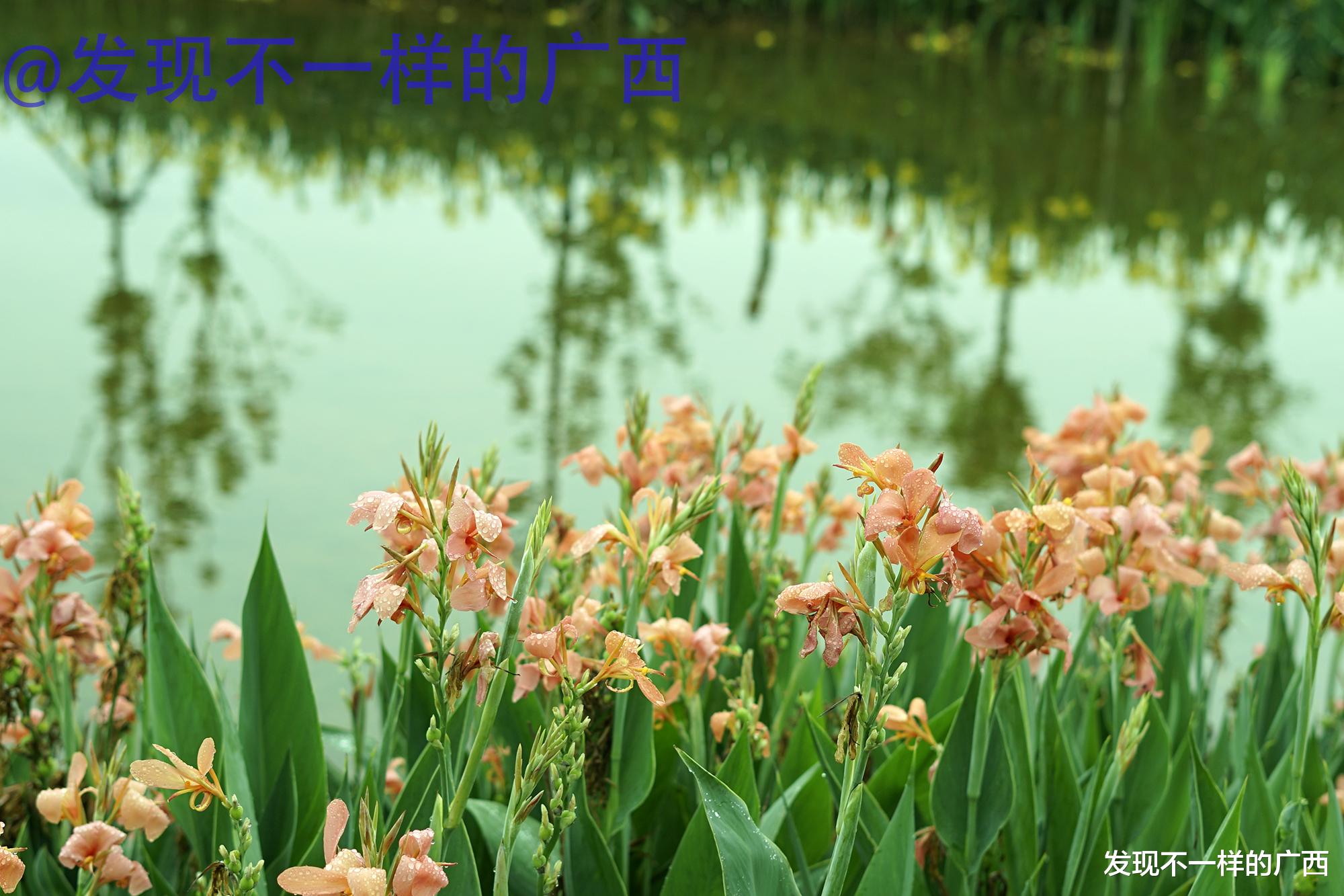 发现不一样的广西 在北海，第一次看到这么美的一个公园！