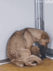 吴磊|吴磊和她的私照曝光，却意外揭露了她的生存现状