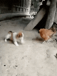 王者星座之说|“疫情期间，路边的乞丐都去哪了？”哇哈哈哈...神点评太精辟了！