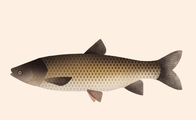 童书小窝|玉米为何钓不到草鱼?不是钓不到,而是你用错了!