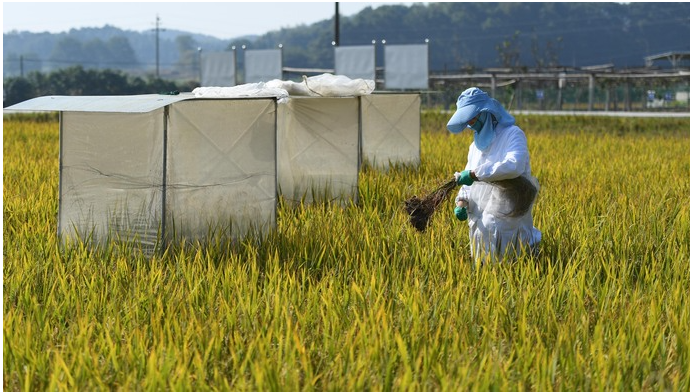 有氧运动 中国科学家研发了让土豆水稻增产50%的新方法