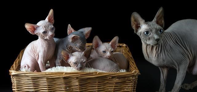 基因 人类不能近亲繁殖，为什么却让动物“回交”？这不违反伦理道德吗