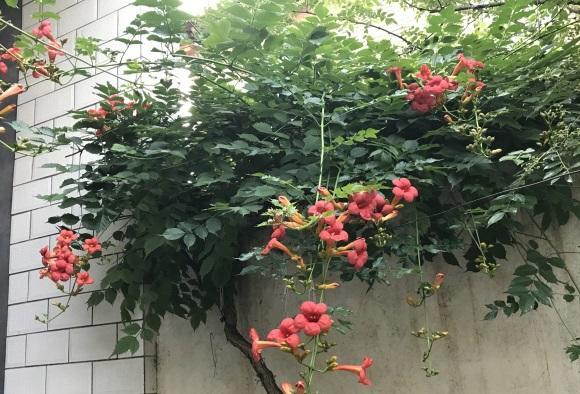 向阳园艺|紫藤跟凌霄花，这2种植物，哪种更好？首选紫藤花，高端大气