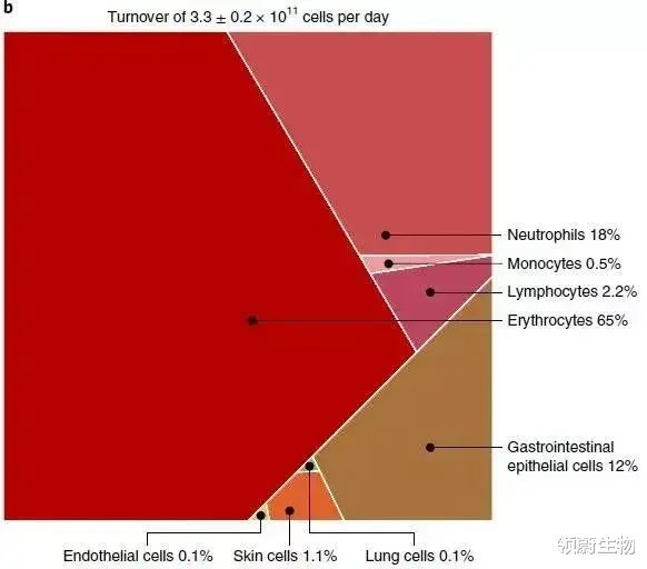 最新科研结果:人体每秒更换380万个细胞