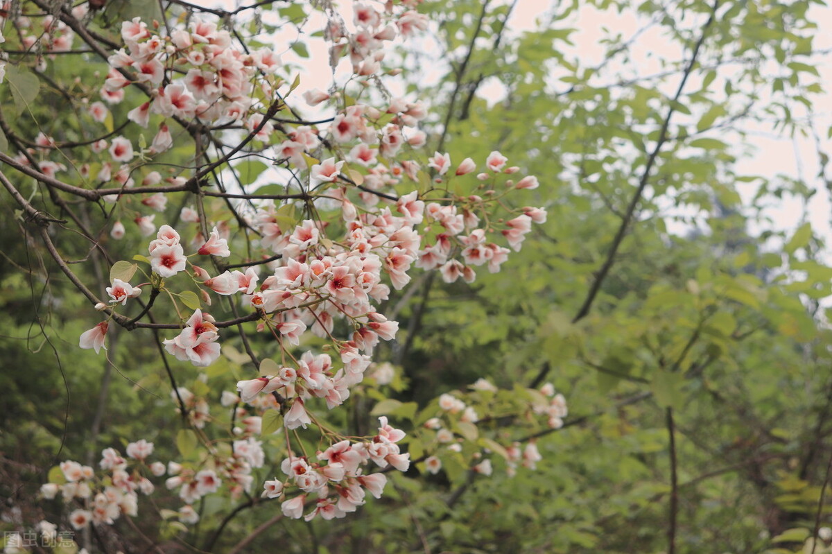 旅行|油桐花开，故乡缘