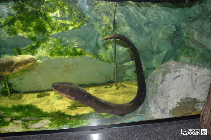 黑洞 小心触电！警惕水中放电高手