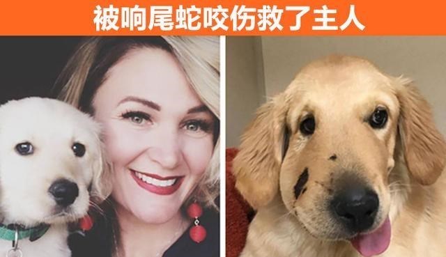 黑熊 化身超级英雄？在遇到危险时，拯救了人类生命的7个动物