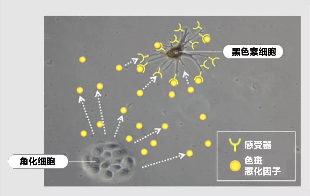 黑色素 提亮美白秘籍，搭配这个小技巧效果事半功倍！