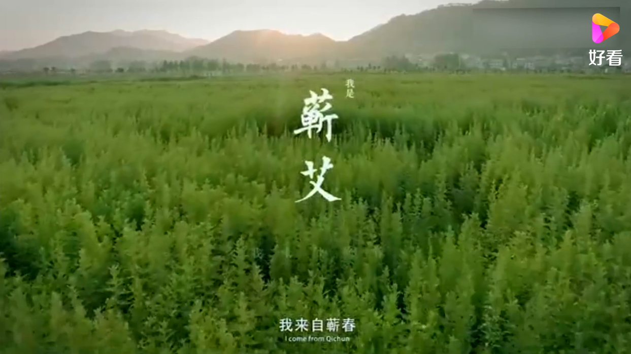 衰老|艾制品老板揭露市场乱象！