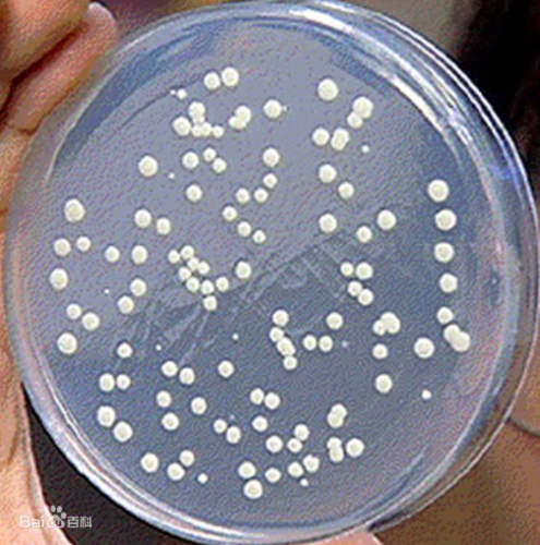 微生物 微生物知识点精选自整的，含852微生物的重点，干货满满！