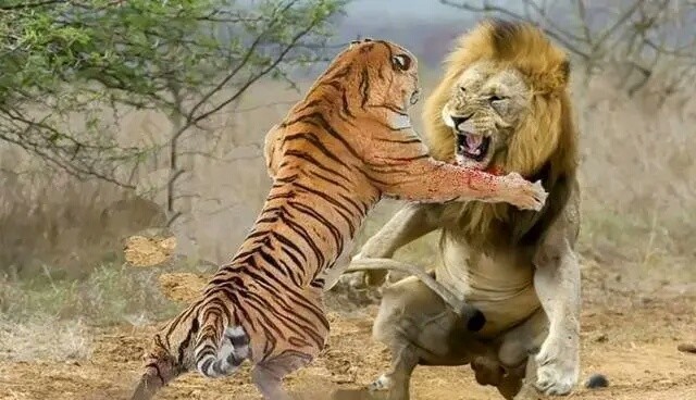 物种入侵 世人对鬣狗存在着哪些误解?