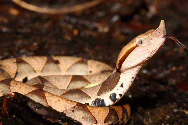  毒性一般伤害极高，五步蛇究竟多恐怖？被咬后切除伤口真的可行吗