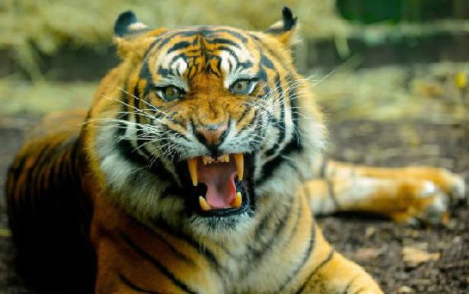 你的模样|生肖虎：做事有耐心，困境中求生存，爆发巨大潜力