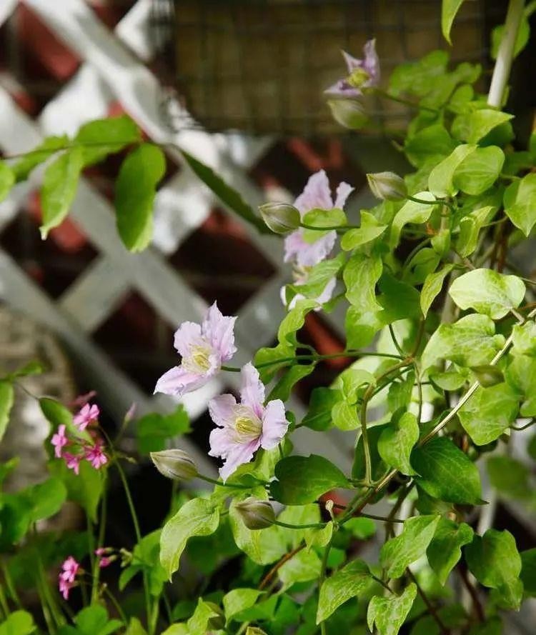 为了建花园，买了个带40㎡露台的顶楼房，入住四年如今美成了画