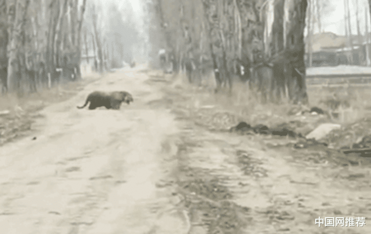 中国网推荐 最新!进村东北虎被控制,已从麻醉中苏醒,将被提取基因判断来源