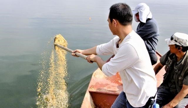 饵料|钓鱼打窝不等于做窝，窝做得好，钓大鱼可连竿