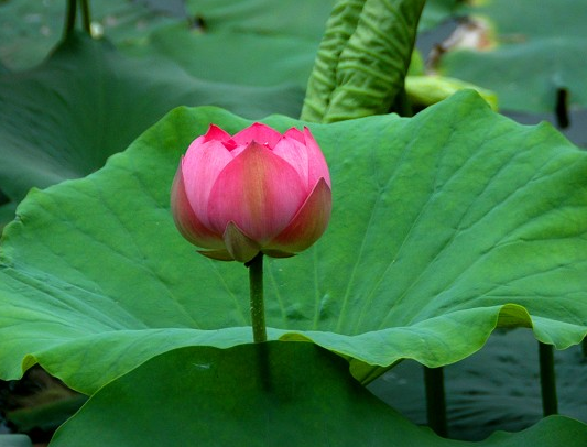 星临天下|4属相在下半年,迎来好运不断,桃花朵朵,财源广进,前途光明