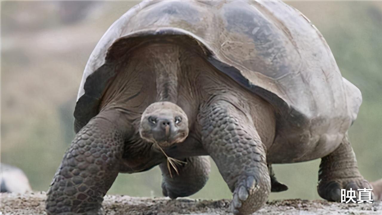 象龟 生于乾隆年间逝于2006年，体重近乎500斤，“他”为何如此长寿？