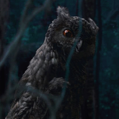 菜菜叶|《云南虫谷》惊悚满分，传说的雕鸮是什么动物