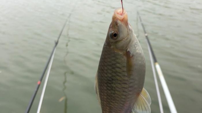 |南方有一种鱼,让人钓一次就迷上钓鱼,是什么鱼呢?