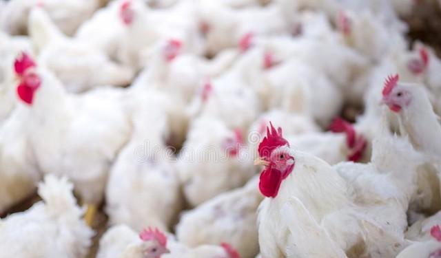 菠萝星球娱乐 大肉毛鸡没有持久力败下阵来，土鸡突破口在哪里？