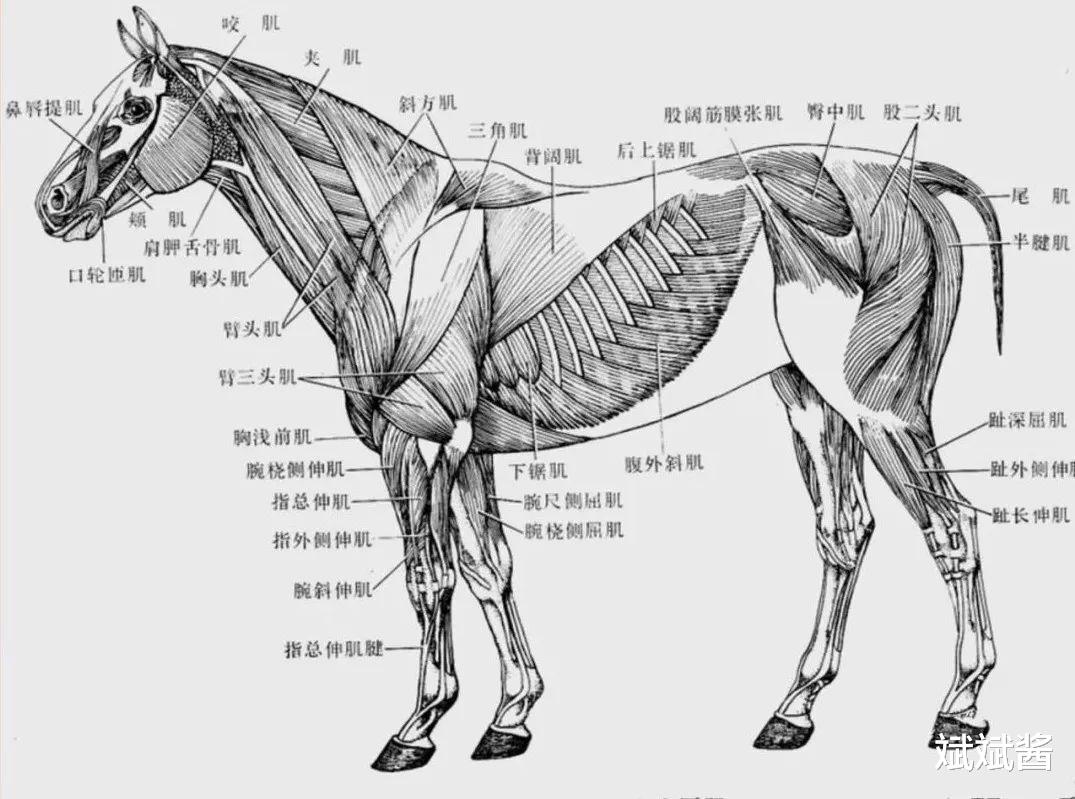 斌斌酱|外国人爱吃马肉,为什么中国吃得少?太贵只是其一,还有两个原因