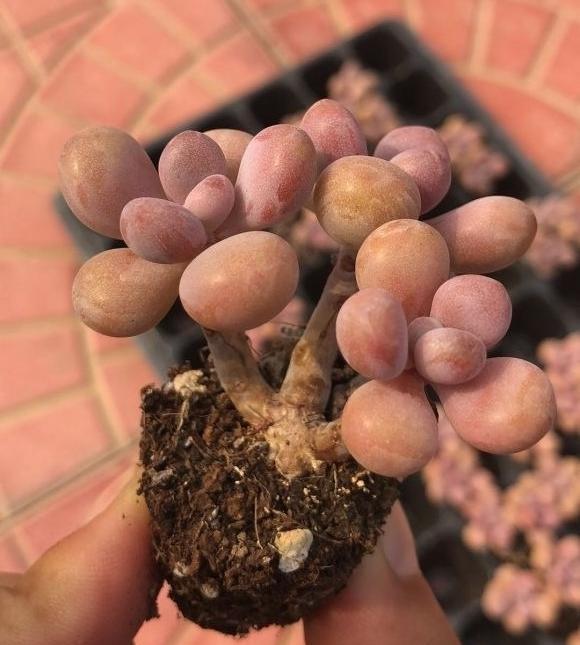 说说家装那点事儿|多肉桃蛋,露养状态最好,完全不用管,一场雨水,叶子肥嘟嘟