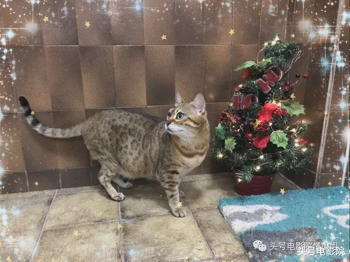 穆婷婷|53岁周慧敏1月失两爱猫，结婚12年无儿女，昔日小三逆袭生俩娃