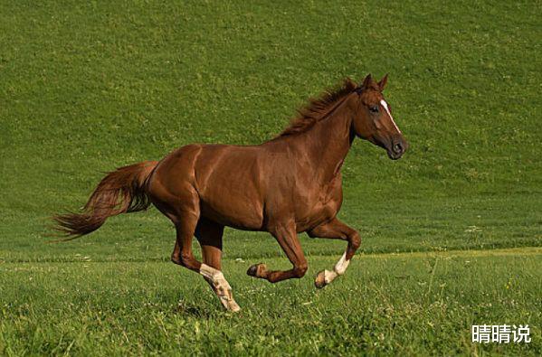 晴晴说|属马人，冲劲十足，完全没有办法真正的静下来！