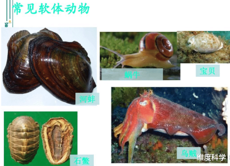 纳米 Y染色体决定男性、女性，那如果出现YY染色体的人会怎么样？