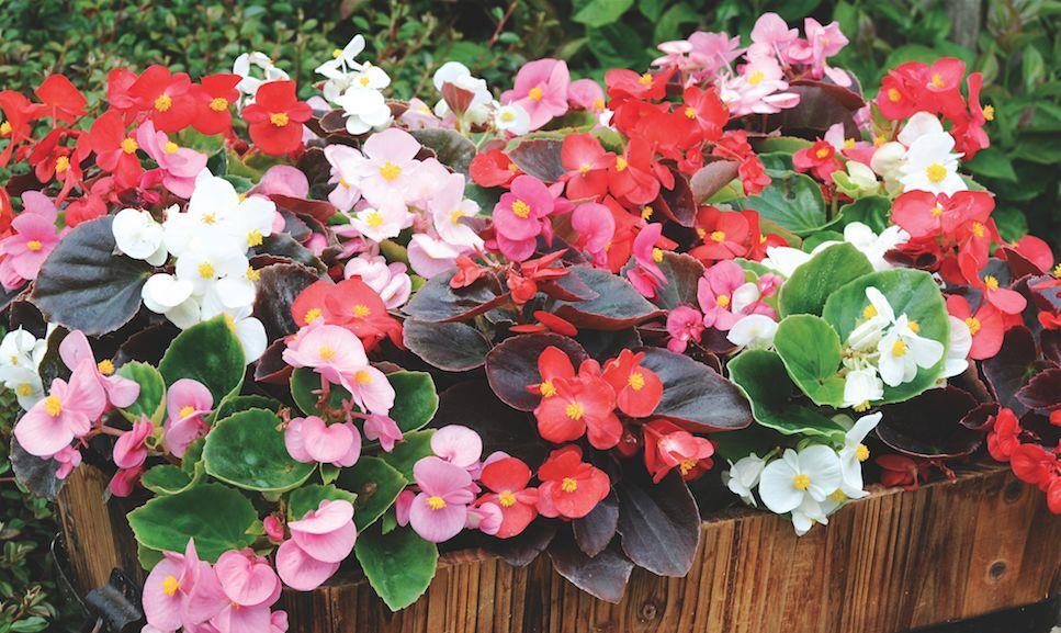 京跃伟哥|3种适合庭院养的“四季花”，夏天冬天都不怕，南北方都能种！