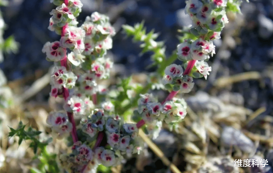 会“移动”的植物在北美泛滥成灾:能切换两种形态,满沙漠的滚