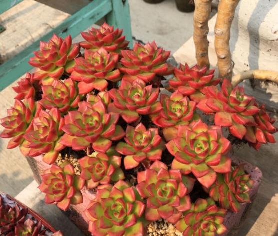 植萌|原本翠绿的蒂亚,做好6点之后,不但爆盆,颜色也鲜红了