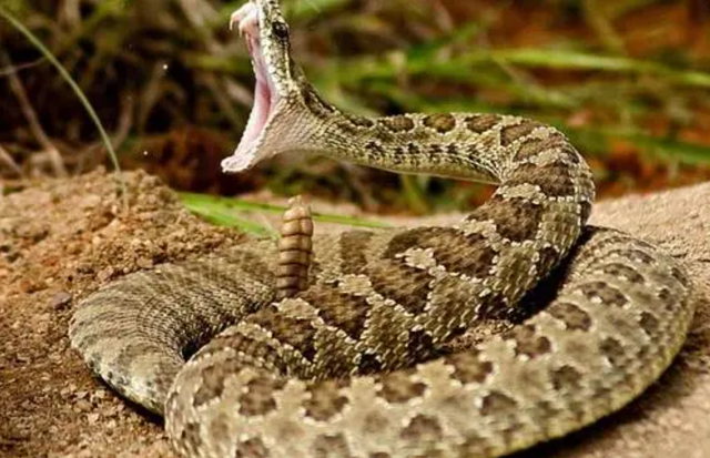响尾蛇 响尾蛇的尾巴为何会响，用刀子切开蛇尾后，发现其中暗藏玄机！