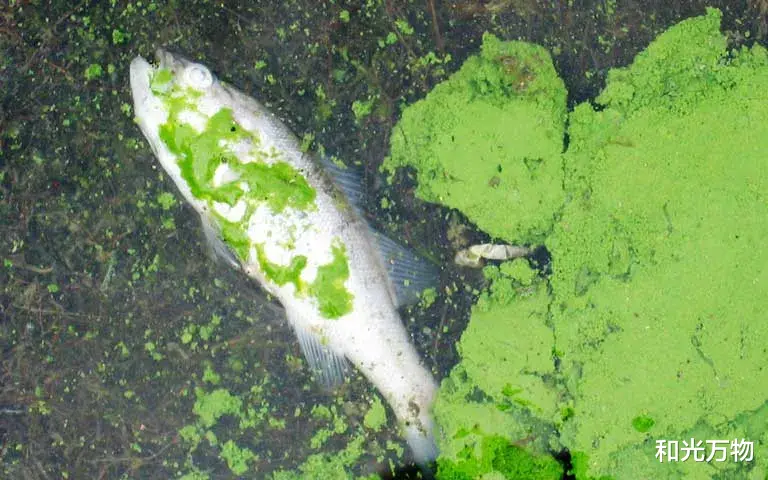 货运 2.52亿年前的大灭绝，微生物将淡水变成“毒汤”，类似现象正在发生！