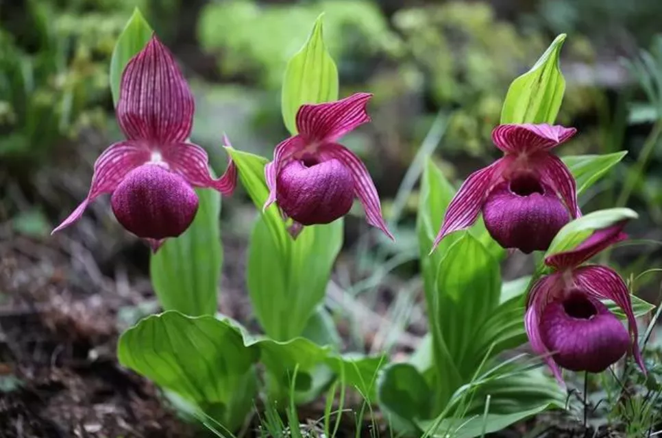 濒危物种 国家Ⅰ级濒危物种 杓兰属中的“巨人”——暖地杓兰