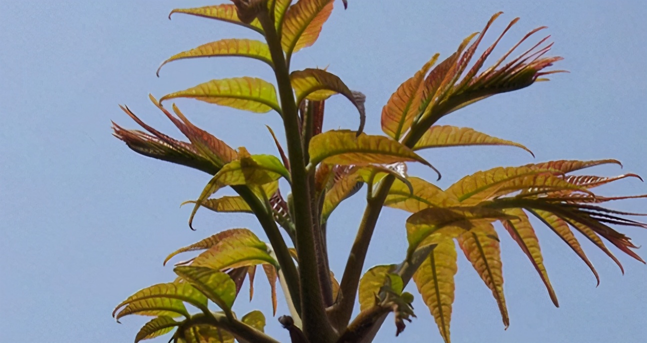 社会热点传播正能量 注意！吃了盘香椿炒鸡蛋，竟然中毒了！吃菜也要注意安全