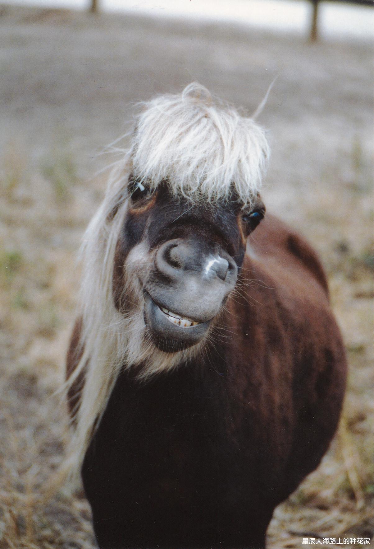 隔离 与猩猩的实验均以失败告终！为什么说人类是唯一不能杂交的动物？