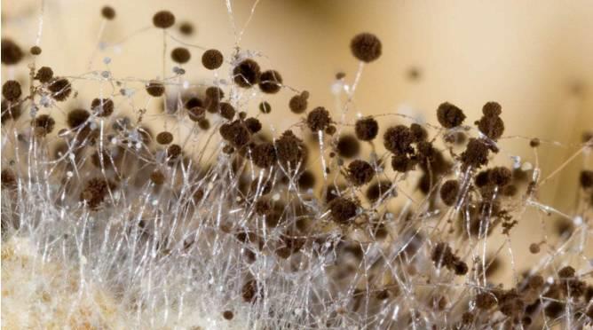 国际空间站|国际空间站“长毛”了，成为超强霉菌的家园，为何难以清除？