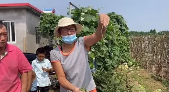 河北老人“组团偷菜”引发全网众怒:你为老不尊的样子,真丑!