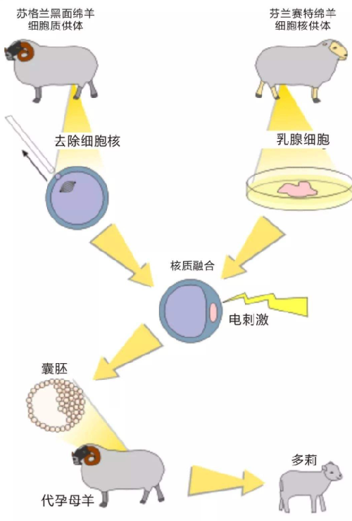 当年大热的“克隆”现在为何没热度了?看看多利羊的一生你就懂了