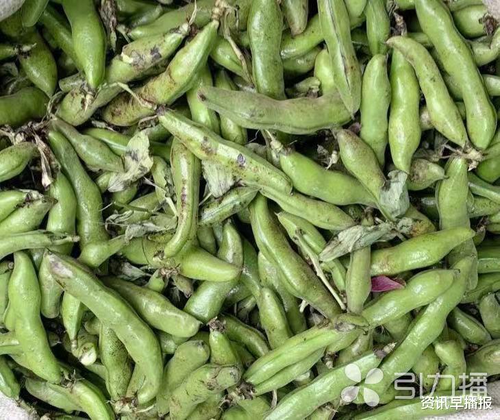 资讯早播报 蒜薹、蚕豆价格大跌 苏州市民餐桌春意盎然  到了美食开吃的最佳时机