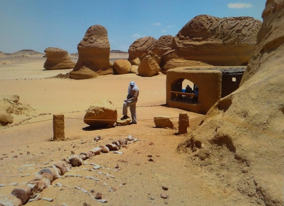 鲸鱼 埃及沙漠出现四足鲸鱼化石,被命名为“死神”,它出现说明什么?