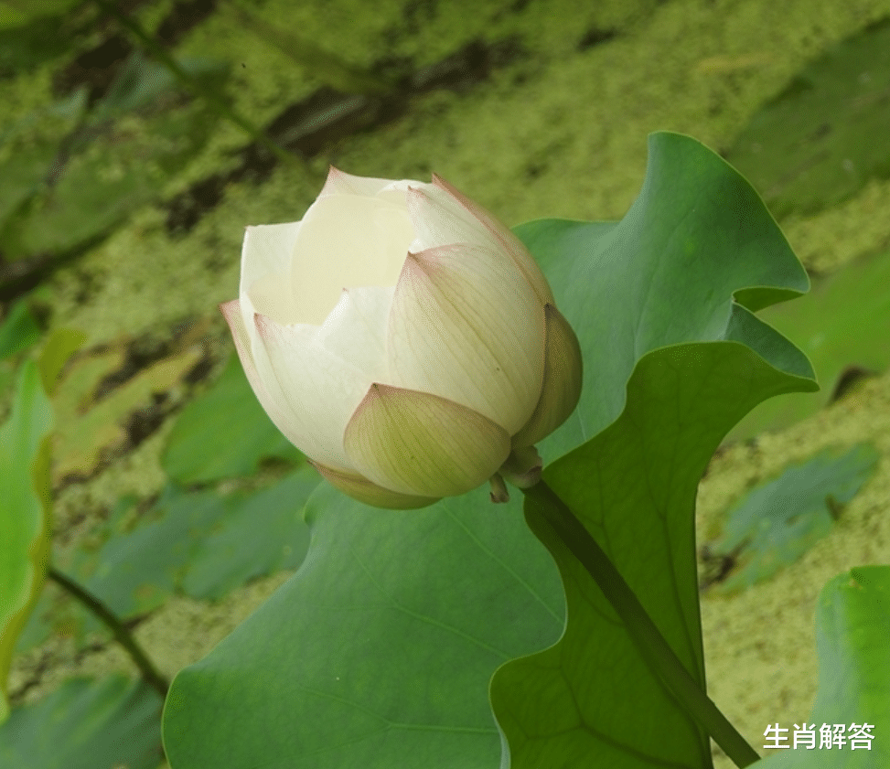 生肖解答|8月底，桃花推动，喜鹊报喜，破镜重圆，3生肖心动了，也心软了