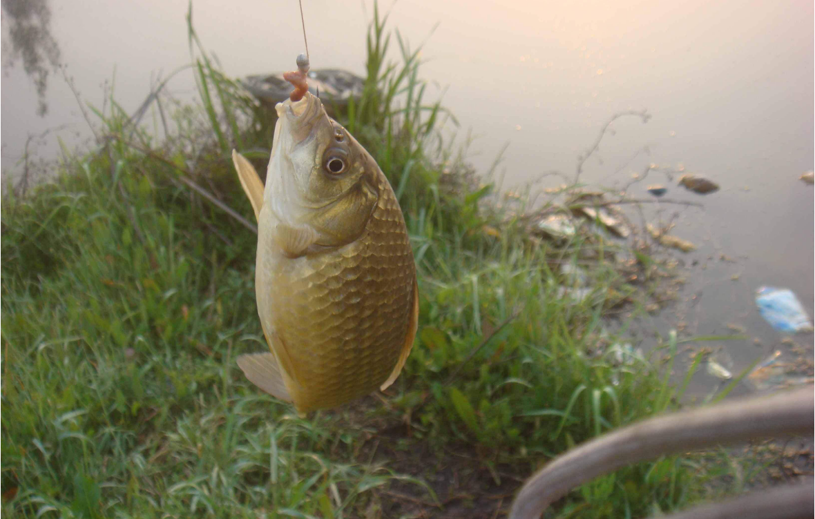 |惊蛰一到，大板鲫特好钓，只需做好这四点，渔获翻倍那都不是事儿
