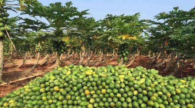 木瓜|唯一批准上市的转基因水果,已售卖多年,大多数人都吃过