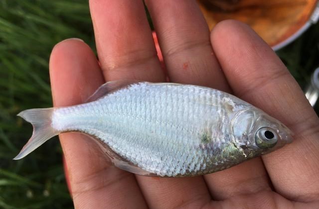 鳑鲏|钓鱼人很容易认错的4对鱼：前3对就很难，最后一对真分不清